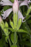 Eastern fringed catchfly